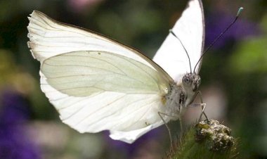 Rüyada Beyaz Kelebek Görmek Ne Anlama Gelir?